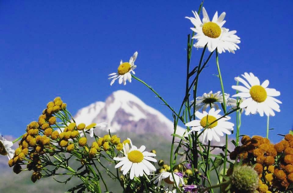 Hotel Sno House Kazbegi Esterno foto